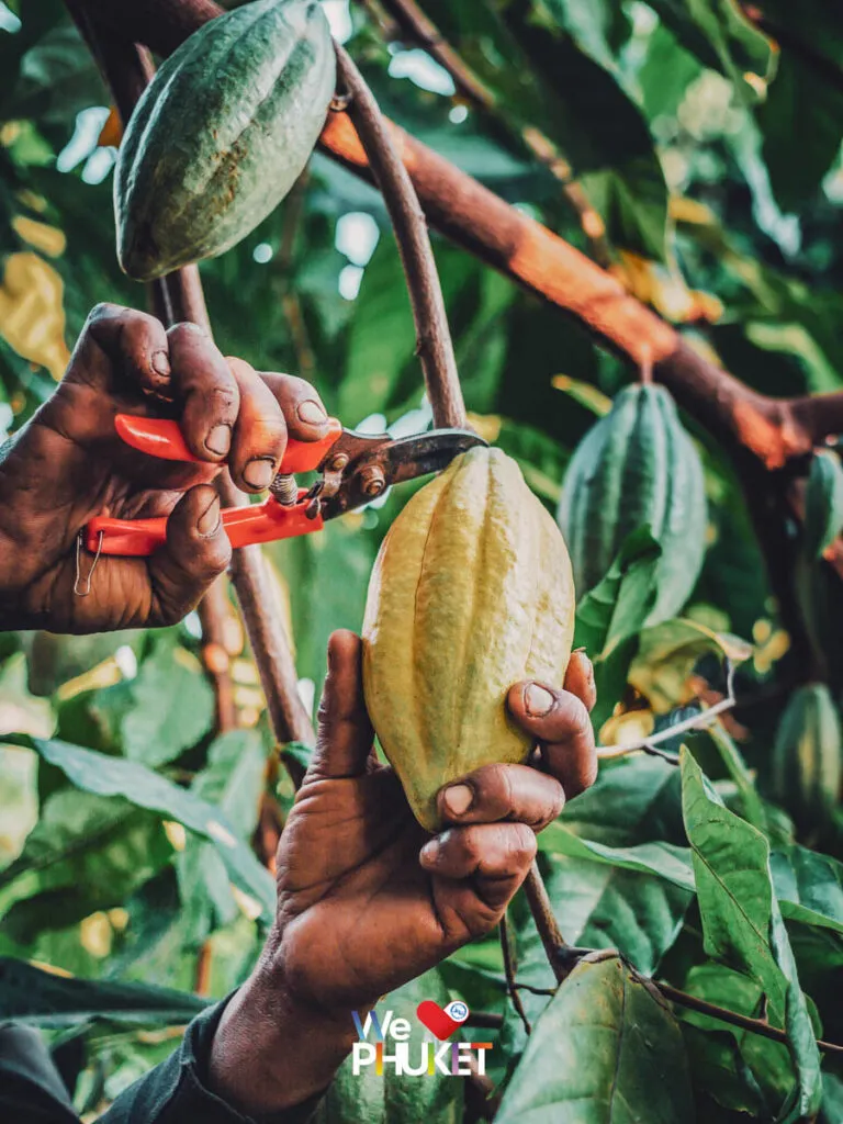 Thai cacao harvesting